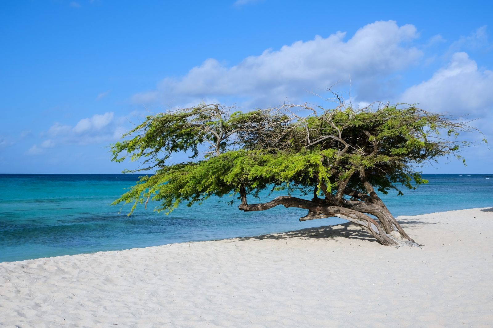 Divi-divi tree on a white-sand beach in Aruba